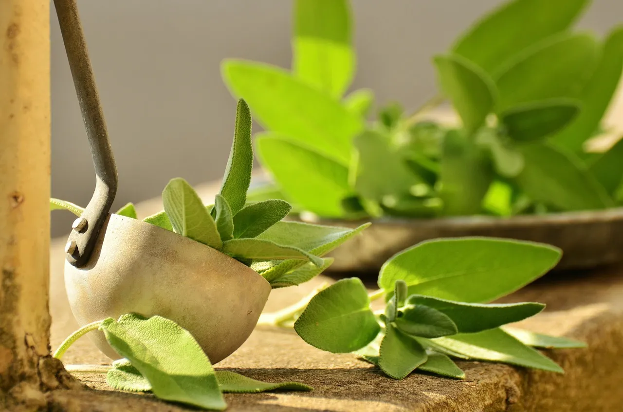 3. Culinary Sage: Structure, Flavor, and Toughness in One Plant (Image Credits: Pixabay)