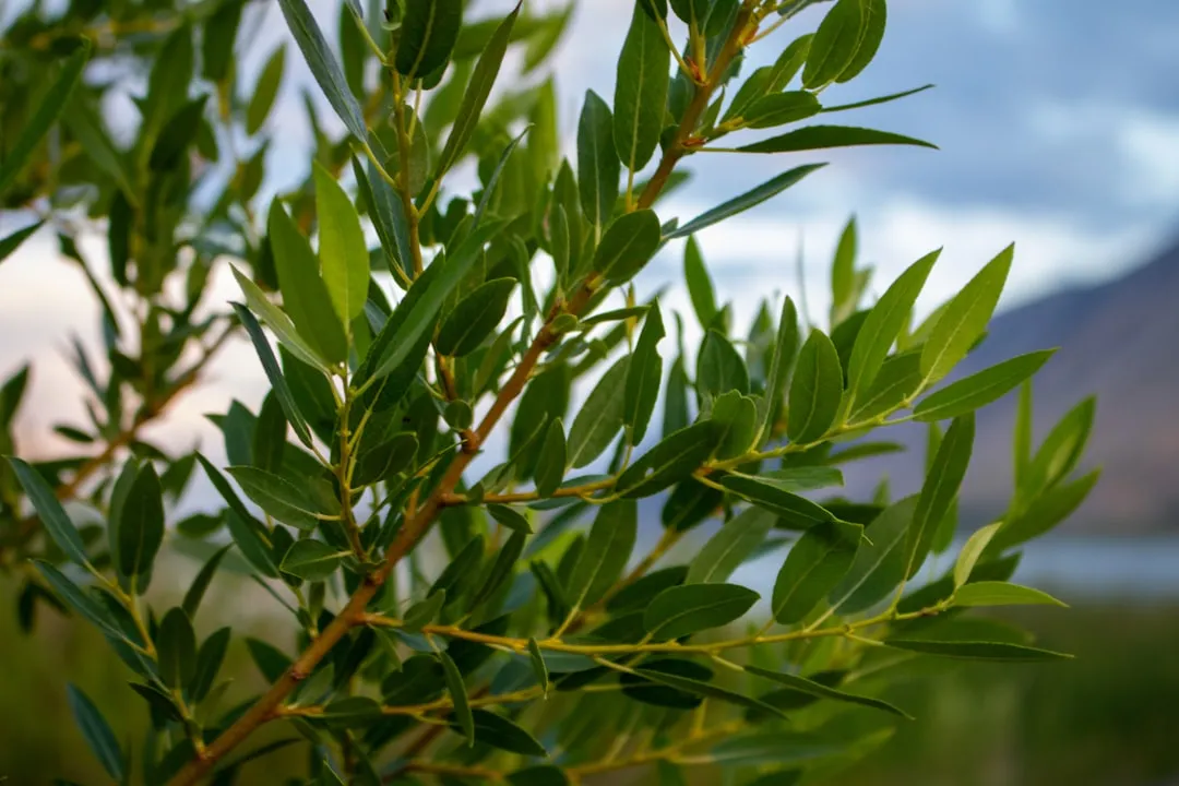 2. California Bay Laurel (Umbellularia californica): Fragrance You Can Cook With (Image Credits: Unsplash)