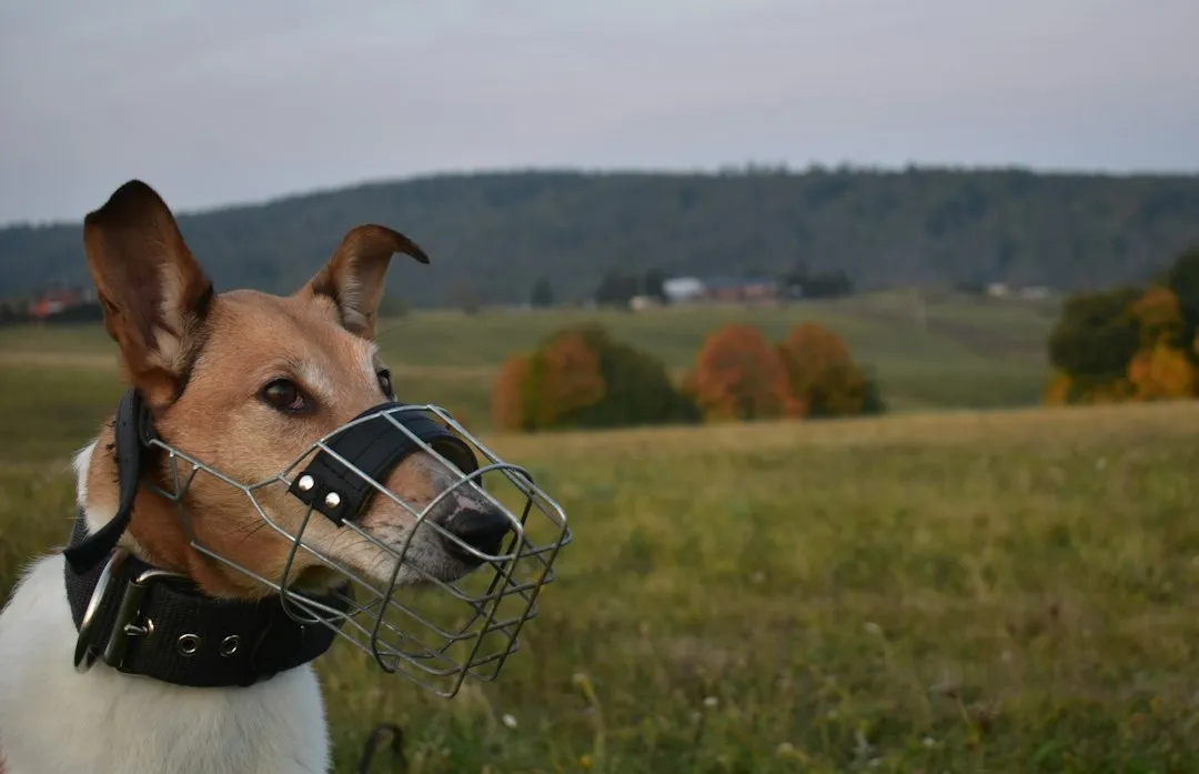 It's Mostly About Cleaning Their Muzzle (Image Credits: Unsplash)