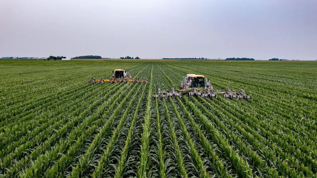 The Maya Connection: The Milpa System (Image Credits: Unsplash)