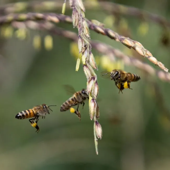 Young Bees Have to Learn the Dance - and Some Never Get It Quite Right (Image Credits: Pexels)