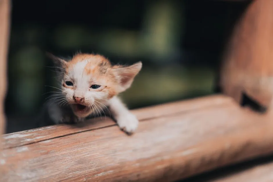 The Hidden Cry: How Meows Exploit Human Instincts (Image Credits: Pexels)