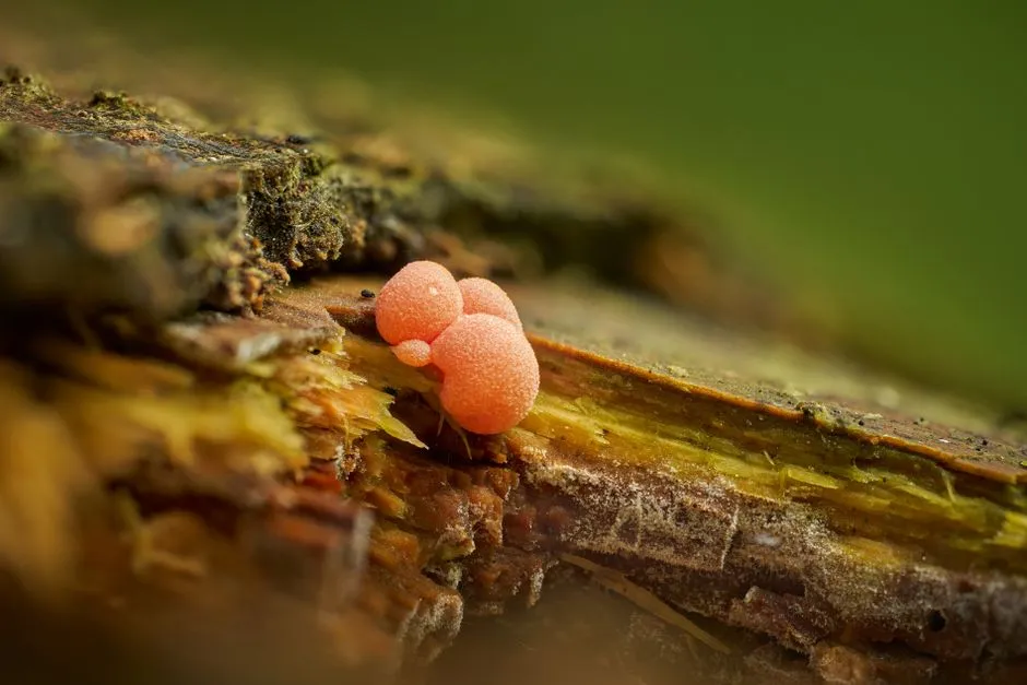 What It Actually Eats (Image Credits: Pexels)