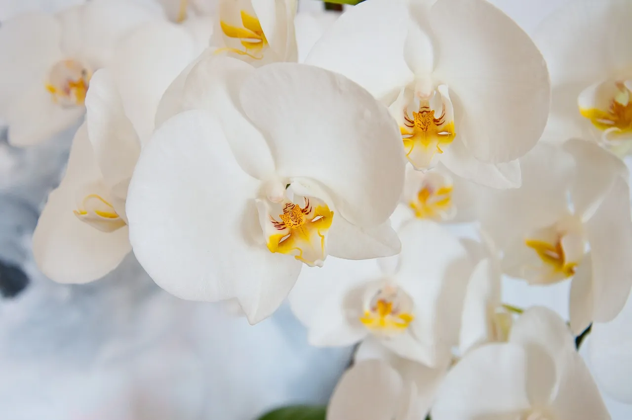 The Orchid: The Refined, Considered Host (Image Credits: Pixabay)