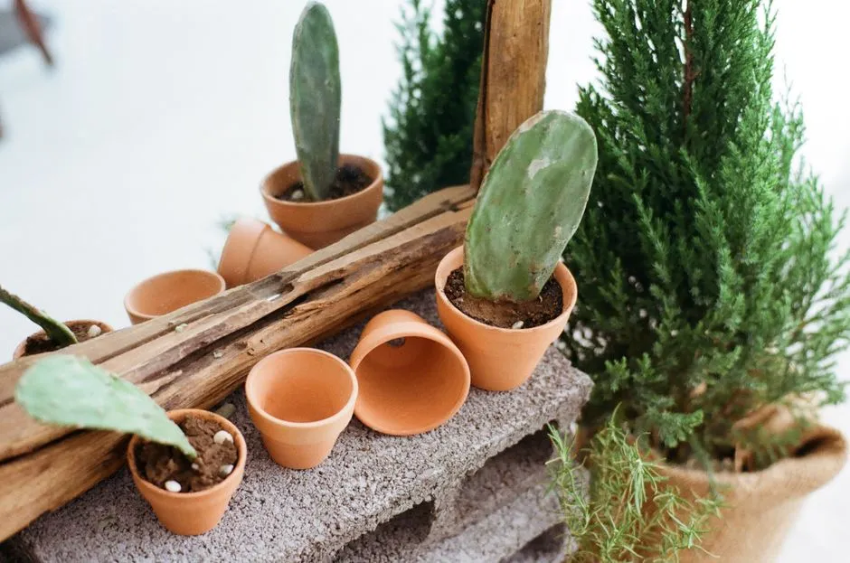 How to Clean and Sanitize Used Terracotta Pots to Prevent Plant Disease