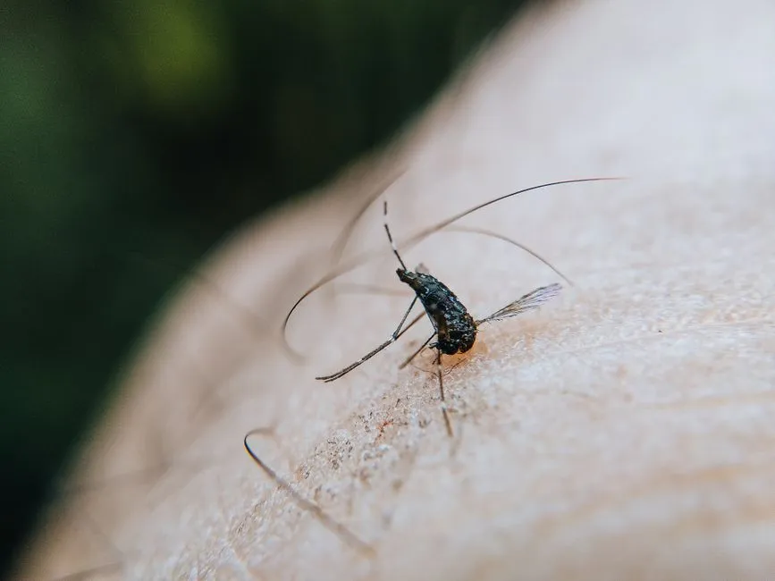The Disease Risk That Makes This More Than an Annoyance (Image Credits: Pexels)