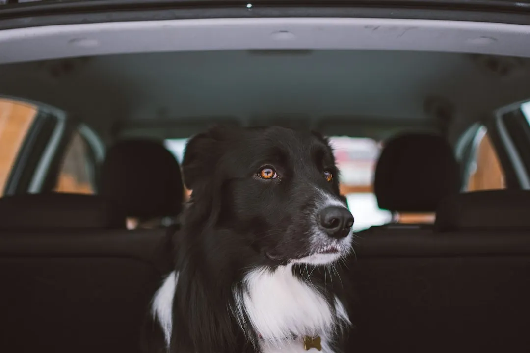 Dogs Are Hardwired Opportunists (Image Credits: Unsplash)