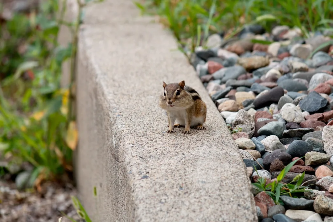 Built-In Grocery Bags: The Anatomy of Chipmunk Cheek Pouches (Image Credits: Unsplash)