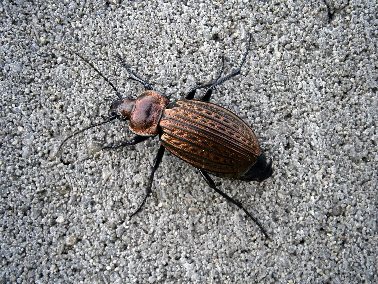 1. Ground Beetles: The Midnight Hunters You Keep Disturbing (Image Credits: Pixabay)