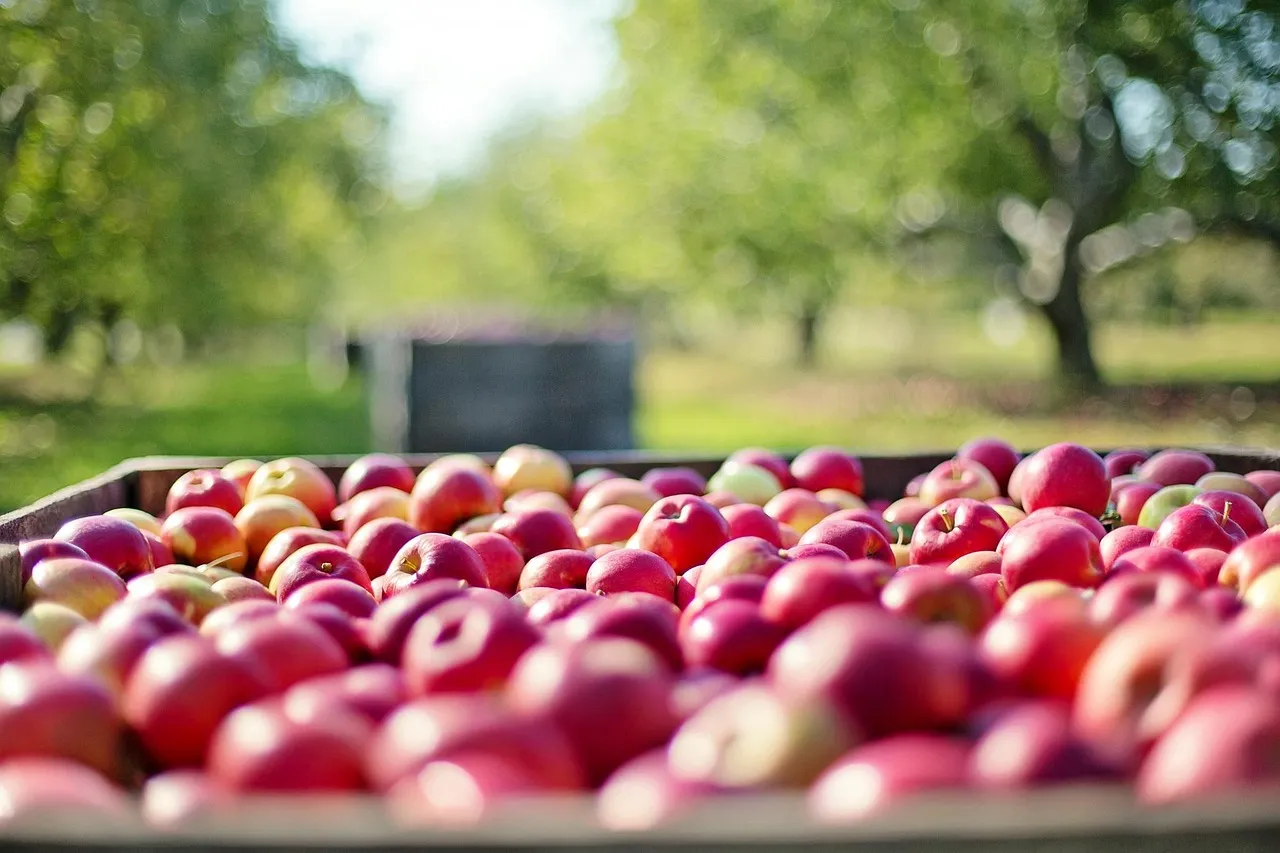 Select and Prepare Your Orchard Site Wisely (Image Credits: Pixabay)