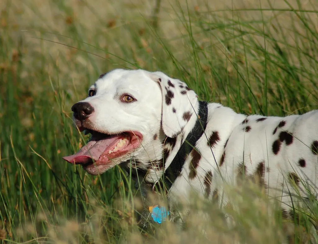 Breed Makes a Difference (wht_wolf9653, Flickr, CC BY-SA 2.0)