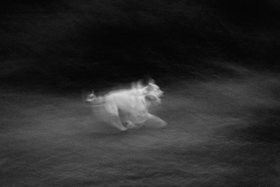 Brain Scans Reveal What's Happening Inside the Dog's Head (Image Credits: Unsplash)
