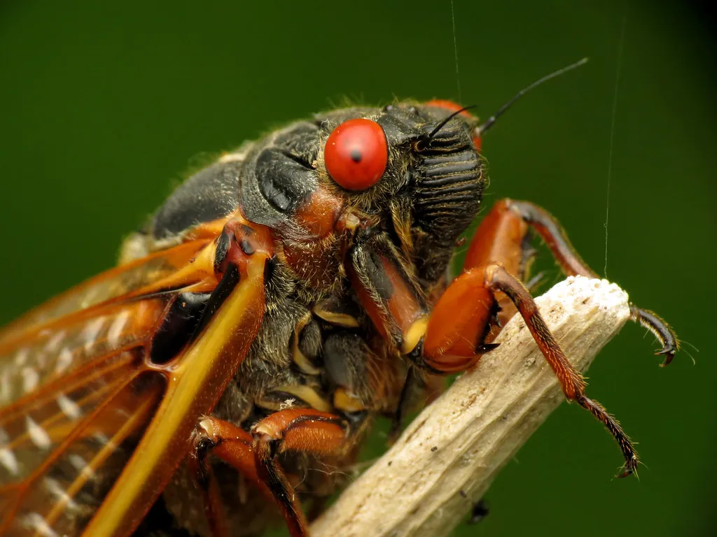 Stragglers, Nature's Off Schedule Insects (treegrow, Flickr, CC BY 2.0)