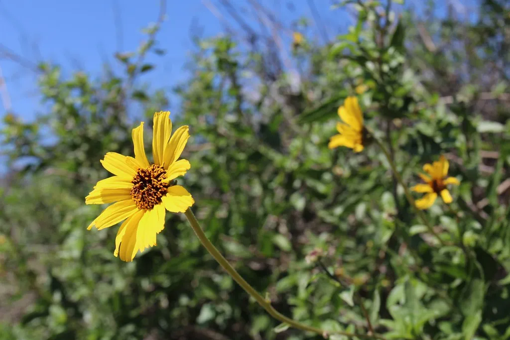 Choosing Native Plants as the Backbone of the Design (Image Credits: Flickr)