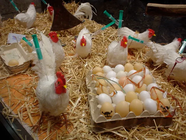 Bird Flu, Avian Disease, and Eggs That Cost a Small Fortune (celesteh, Flickr, CC BY 2.0)