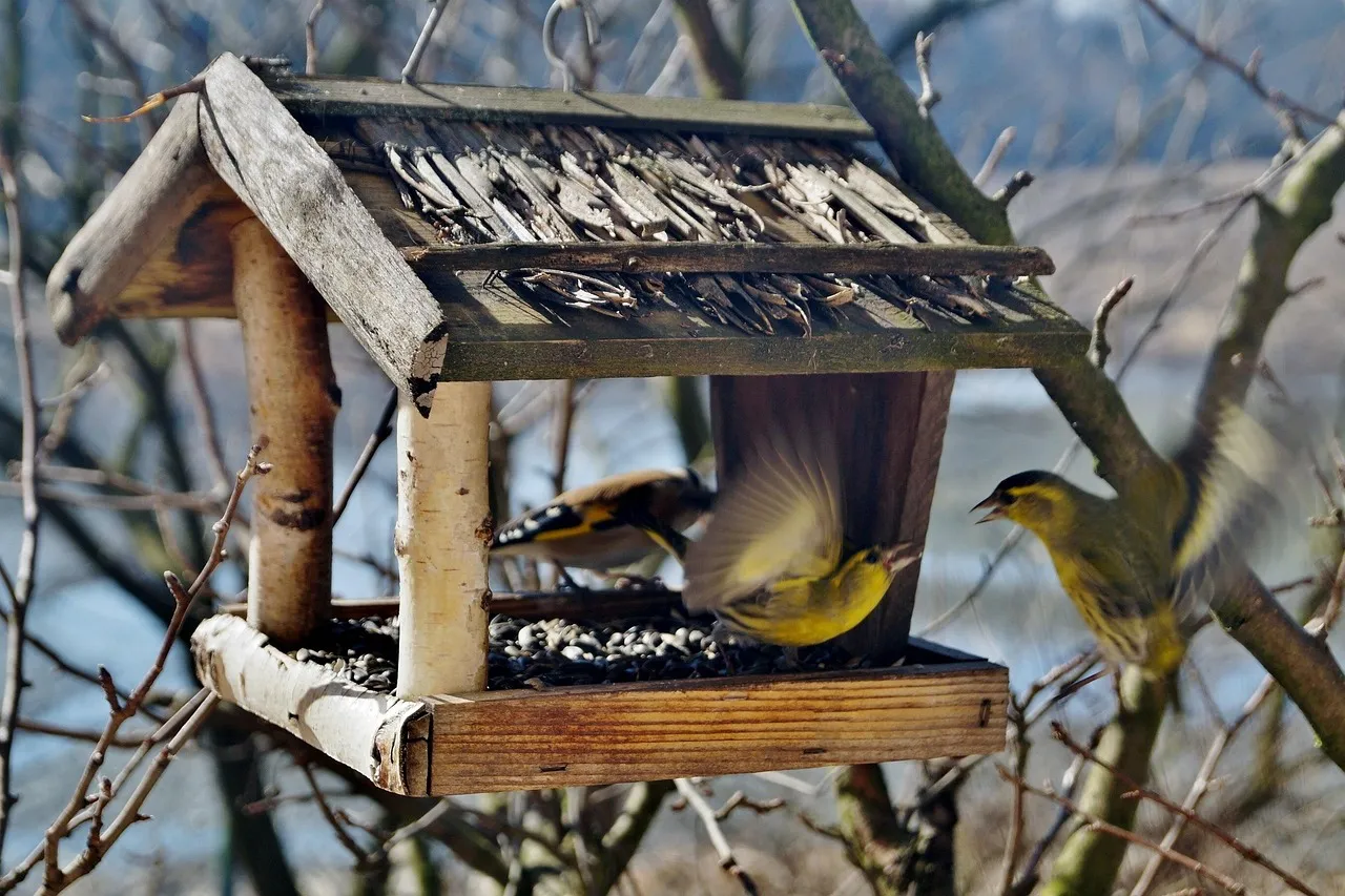 Conclusion: Matching the Feeder to the Bird (Image Credits: Pixabay)