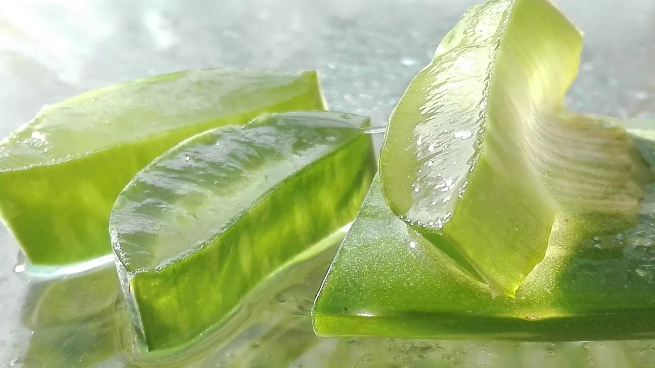 4. Aloe Vera (Aloe barbadensis miller) (Image Credits: Pixabay)