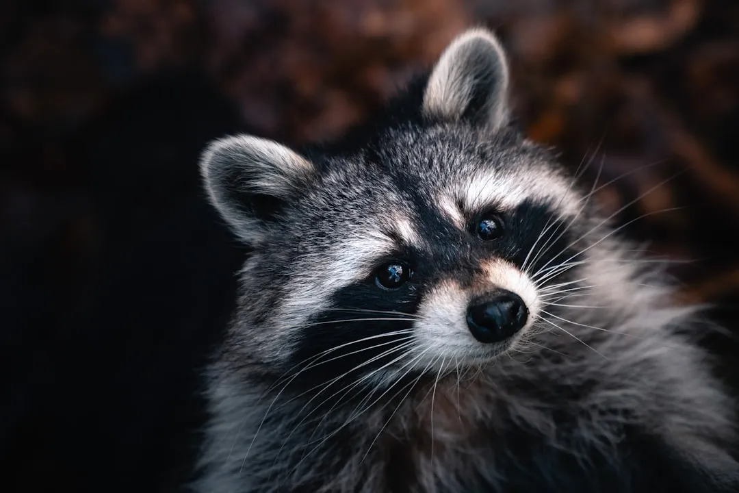 6. Chittering, Growling, and Scuffling: Raccoons (Image Credits: Unsplash)