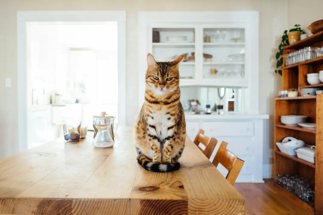 The Takeaway: Proximity on Their Terms Is Still Love (Image Credits: Unsplash)