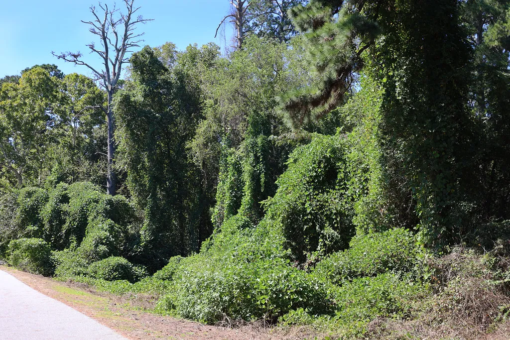 1. Kudzu (Pueraria montana var. lobata): The Vine That Ate the South (Image Credits: Flickr)