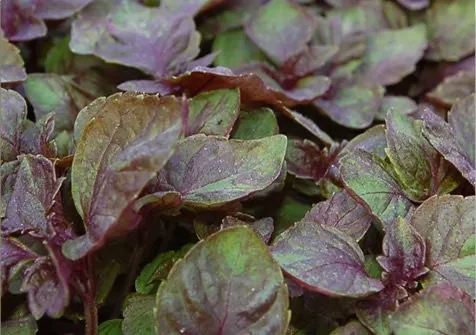The Global Fusion Dimension (CahabaClubHerbs, Flickr, CC BY-SA 2.0)
