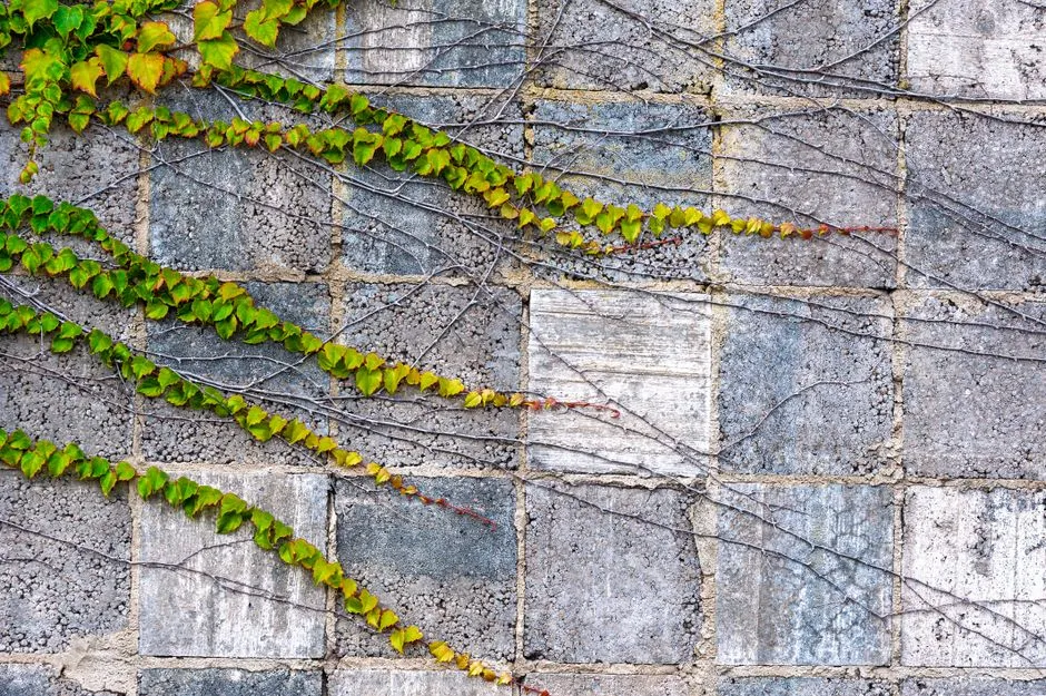 When Ivy Becomes a Structural Problem (Image Credits: Pexels)