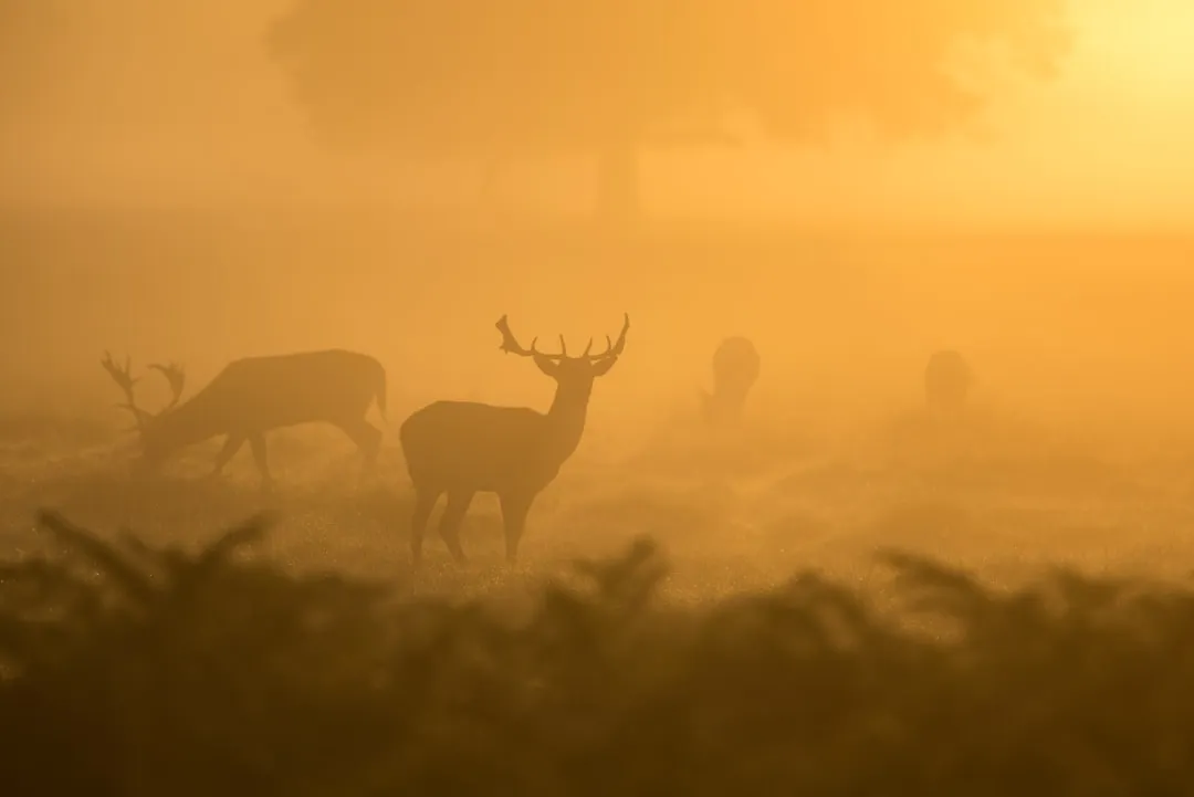 The Scale of the Problem: Why Heatwaves Are Dangerous for Wildlife (Image Credits: Unsplash)