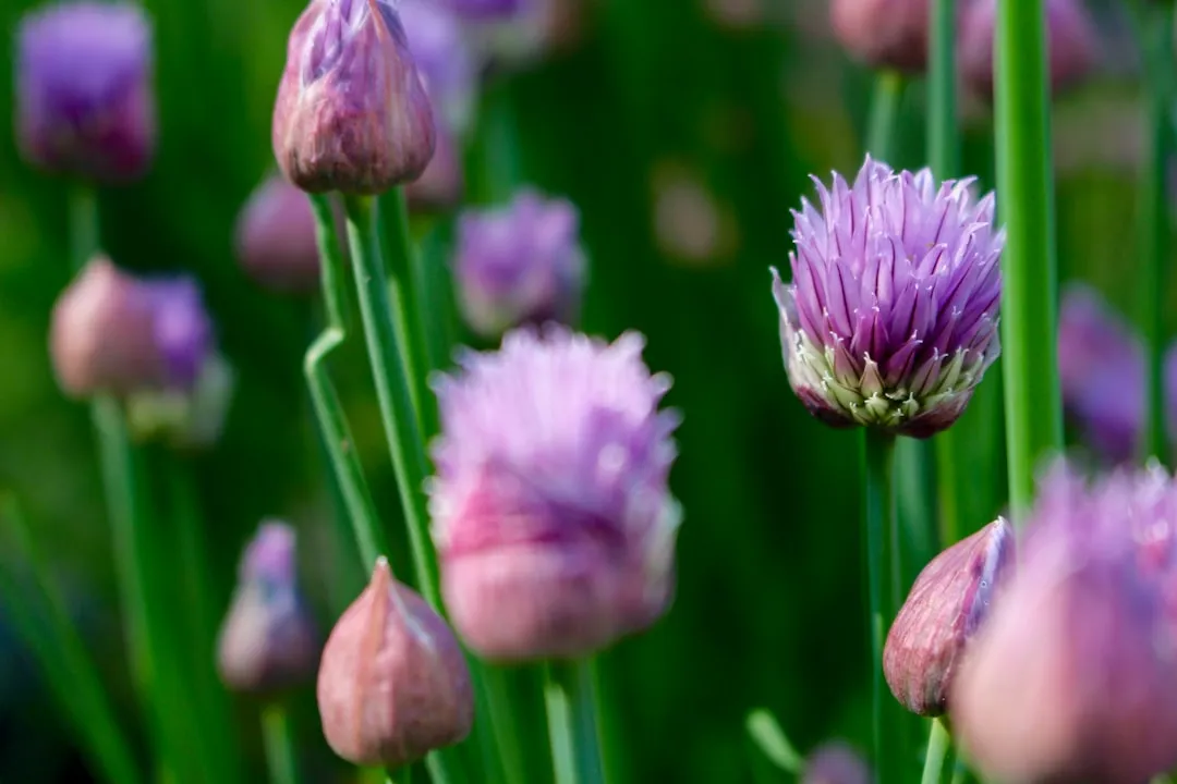 Layer Your Planting for Year-Round Interest (Image Credits: Unsplash)