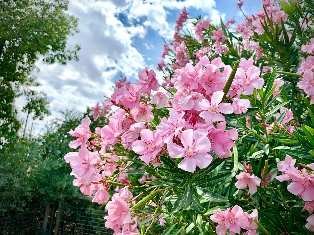 Oleander: A Warm-Climate Staple With Cardiac Risks (Monkeystyle3000, Flickr, CC BY 2.0)