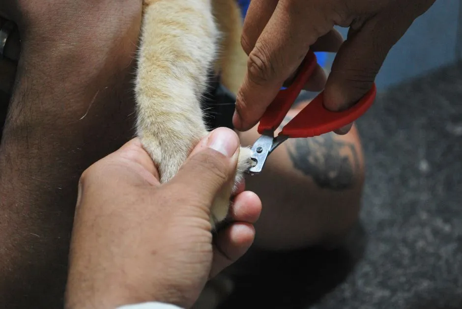 The Dewclaw: The Nail Most Often Forgotten (Image Credits: Pexels)