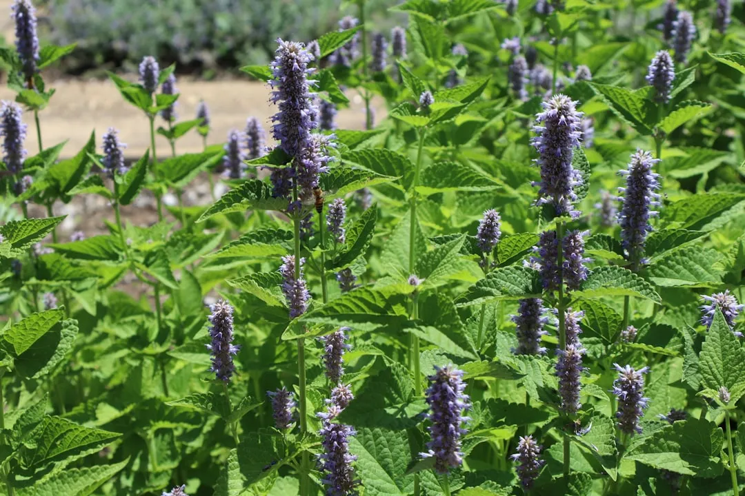 3. Anise Hyssop (Agastache foeniculum) (Image Credits: Unsplash)