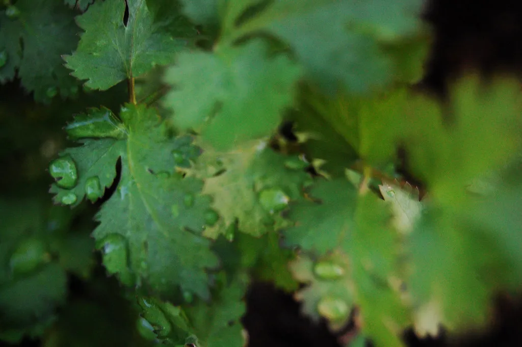 Cilantro and Dill: The Grocery Store Herbs You Waste the Most (Saucy Salad, Flickr, CC BY 2.0)