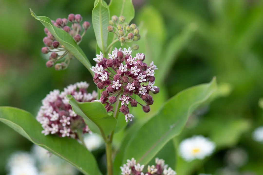 The Milkweed Connection Is Not Optional (Image Credits: Unsplash)