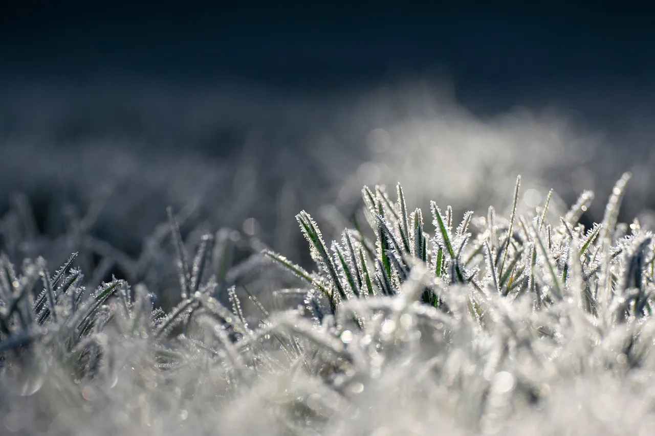 Maximize Soil Heat Retention Before a Frost (Image Credits: Pixabay)