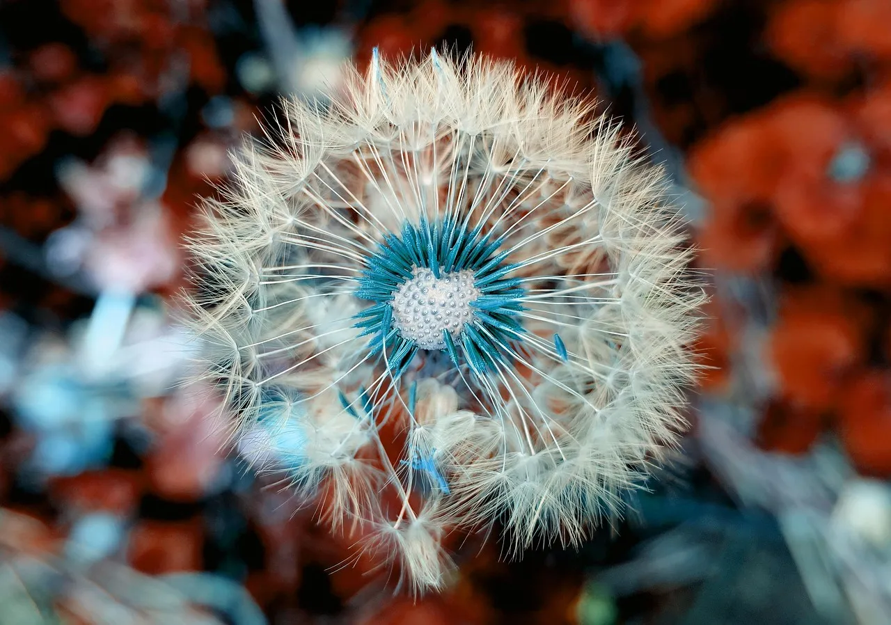 Early Pollinators Depend on Them More Than We Realized (Image Credits: Pixabay)