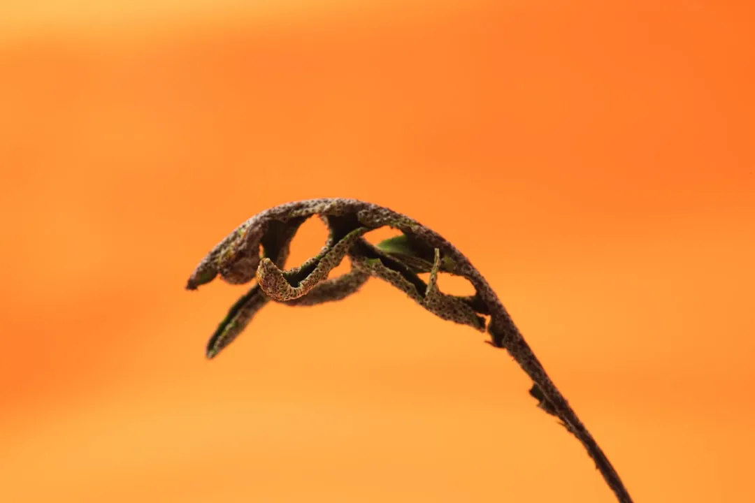 The Curl: Its First and Most Visible Defense (Image Credits: Unsplash)