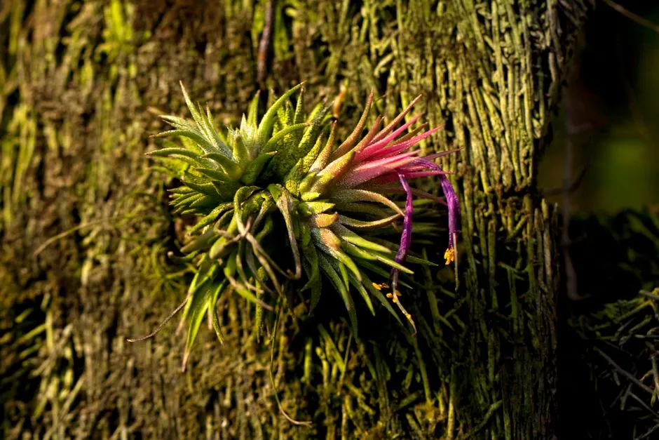 Tillandsia Funckiana: The High-Energy Backpacker (Image Credits: Pexels)