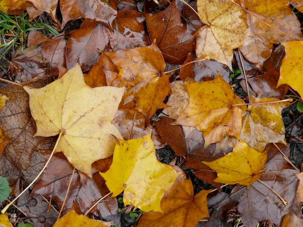 What Chop and Drop Actually Means (Exiftential, Flickr, CC BY-SA 2.0)
