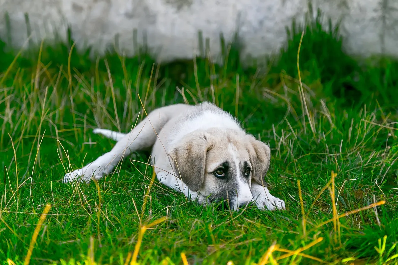 Individual Dogs Vary Widely in Frustration Tolerance (Image Credits: Pixabay)