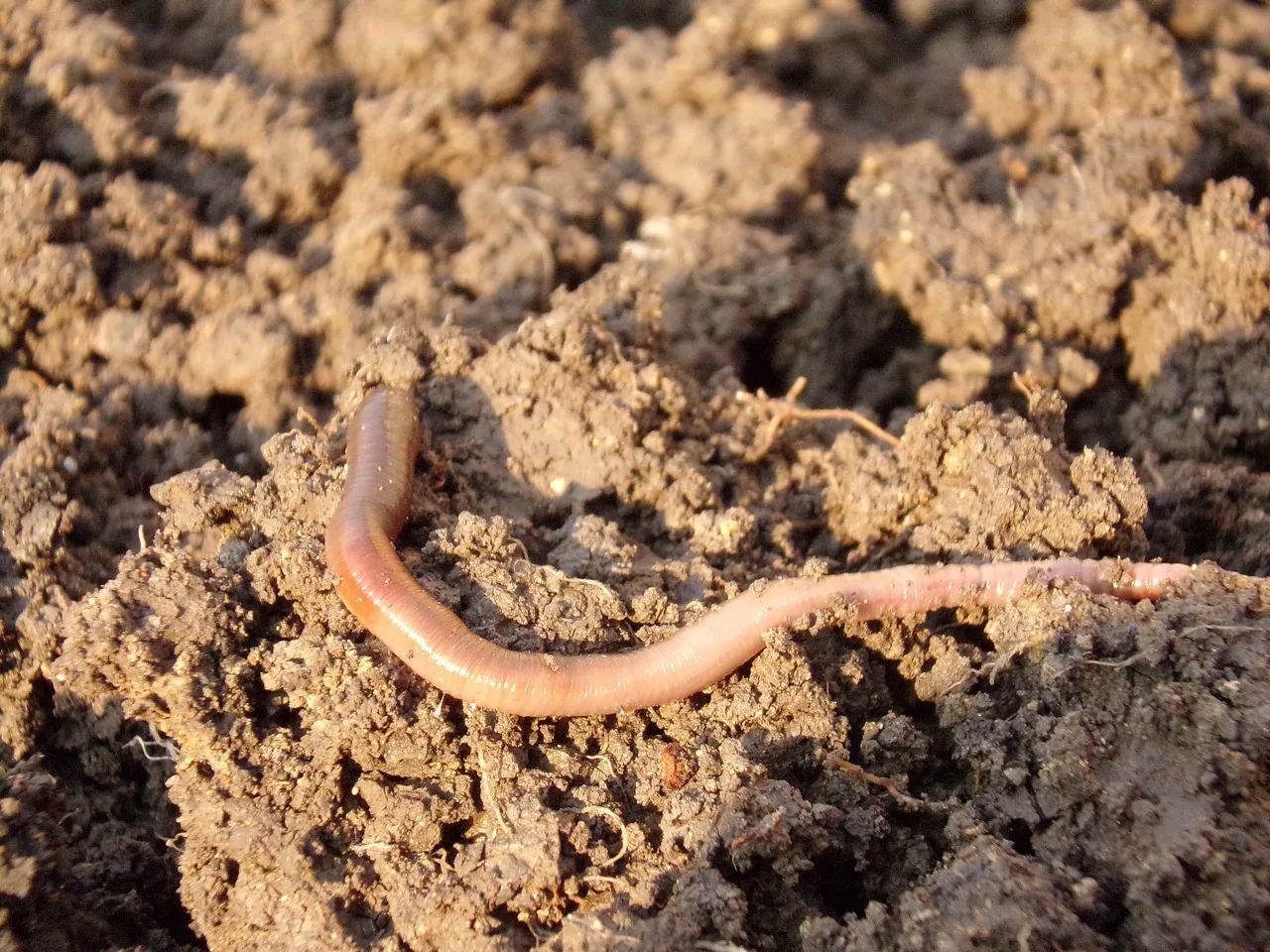 3. No Earthworms When You Dig (Image Credits: Pixabay)