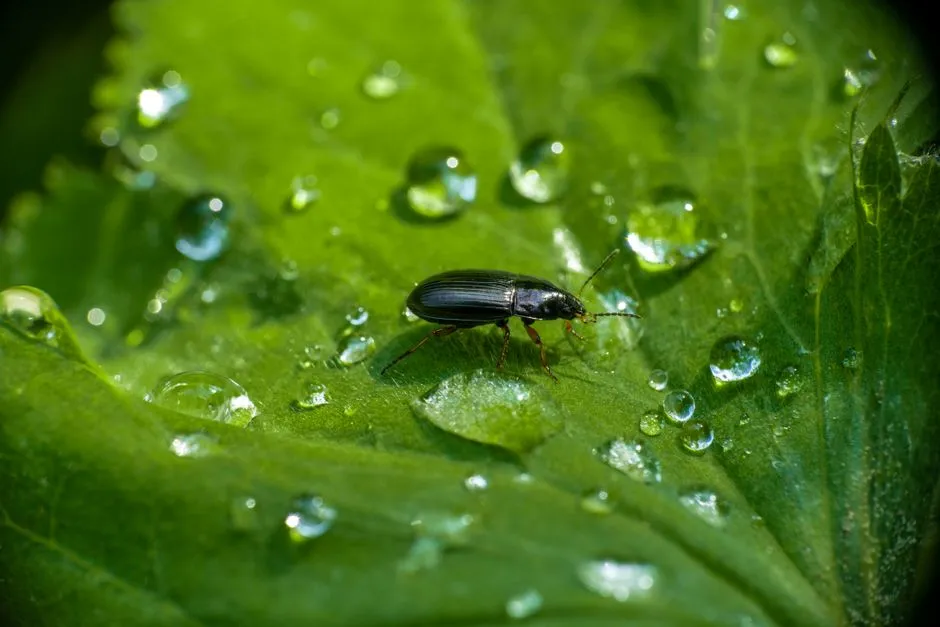 The Moist Environment That Pests Can't Resist (Image Credits: Pexels)