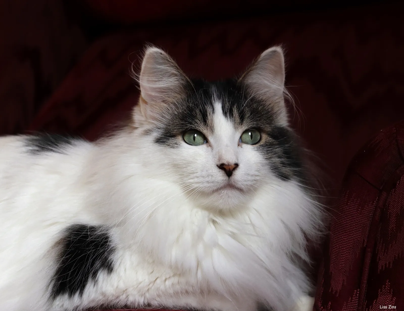 It Has Roots Going Back to Kittenhood (King Noah on his red throne....., CC BY 2.0)