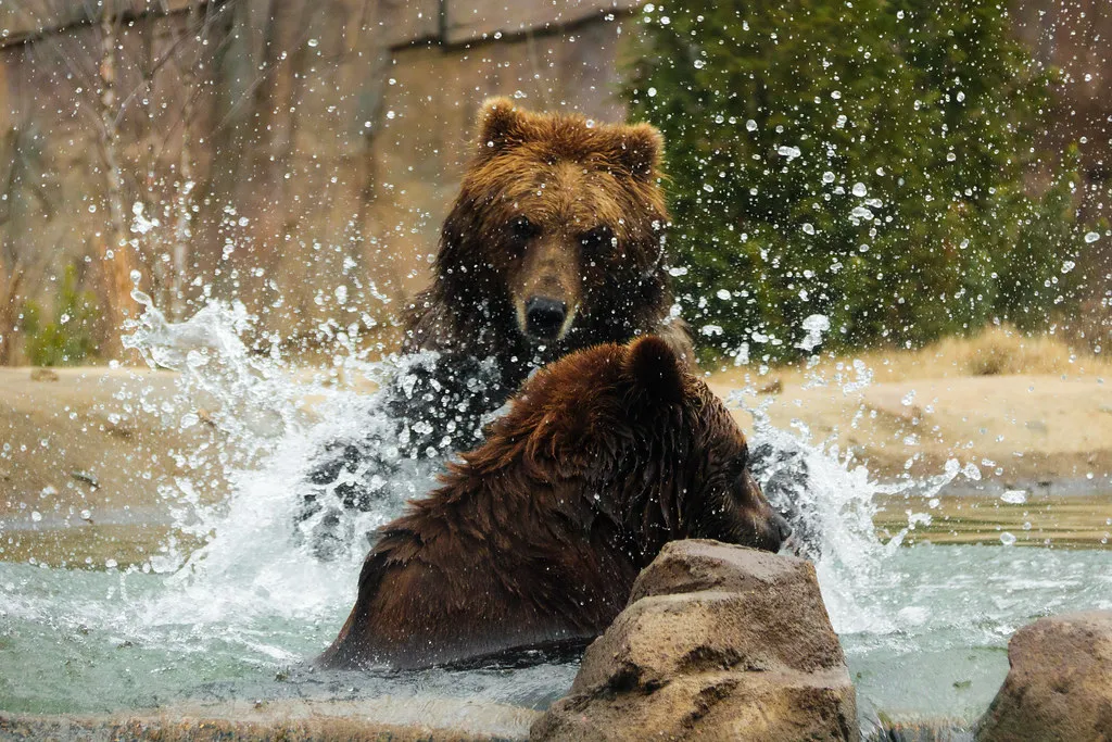 Myth #3: You Should Play Dead No Matter What Bear Attacks You (Scriblerus, Flickr, CC BY 2.0)