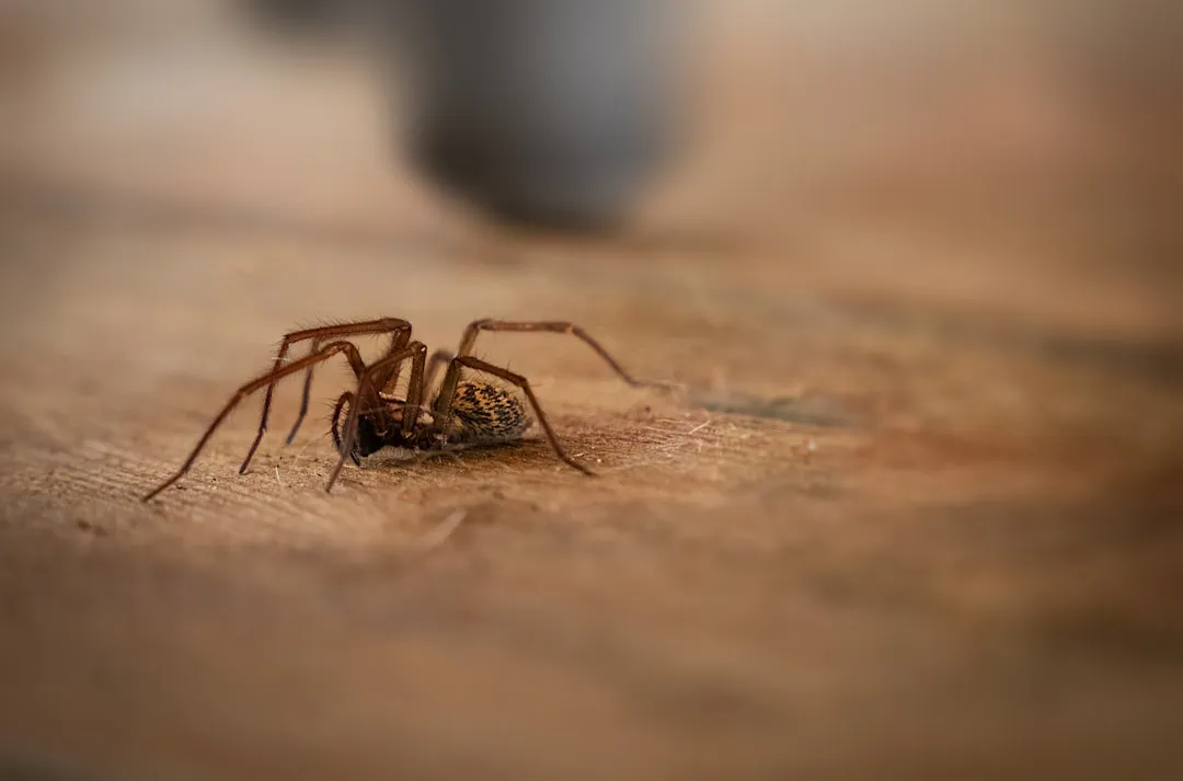 What House Spiders Are Actually Eating (Image Credits: Unsplash)