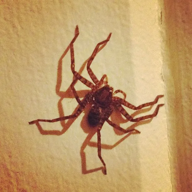 Spiders as a Signal of Indoor Insect Activity (Hikosaemon, Flickr, CC BY 2.0)