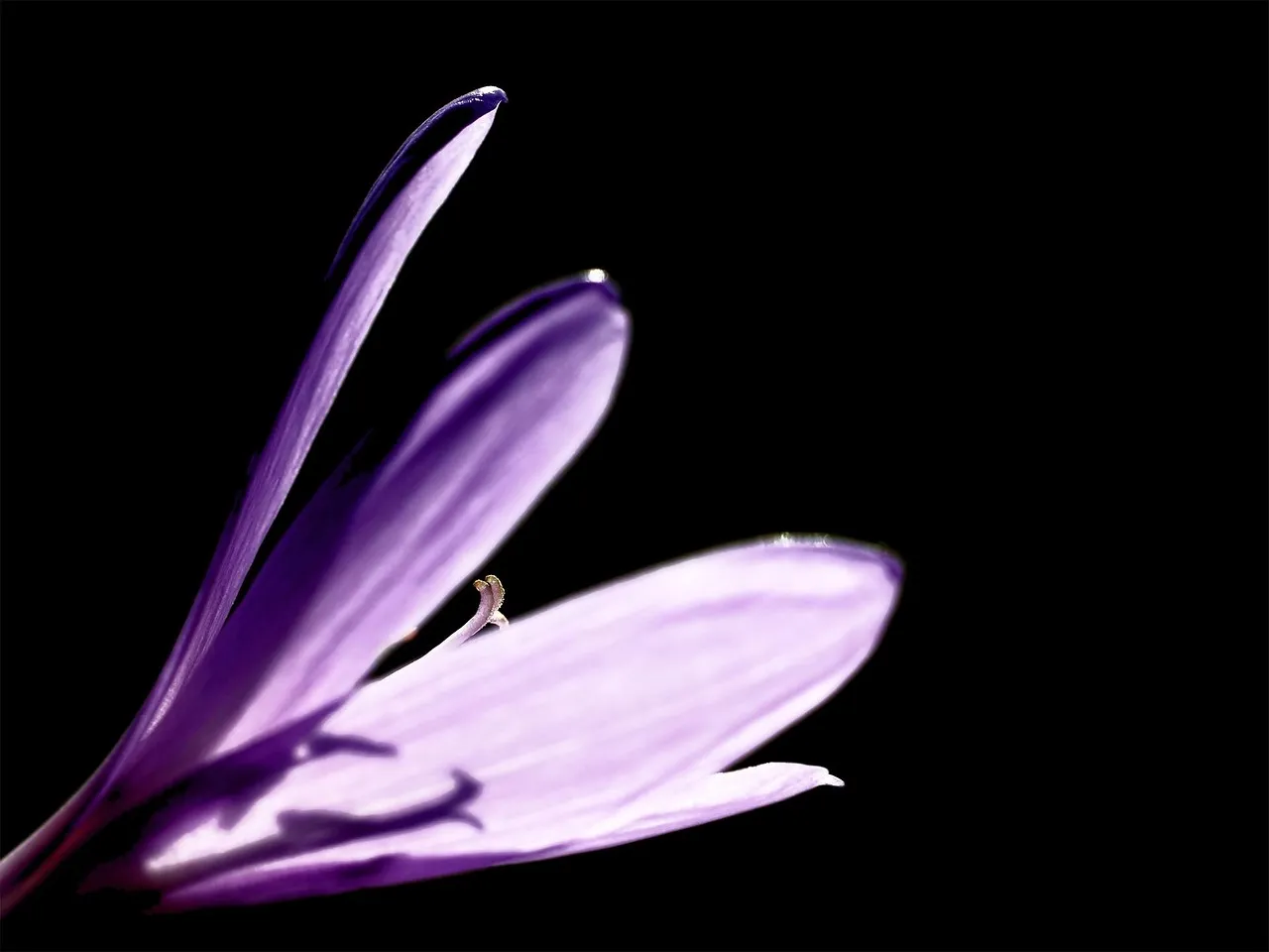 Autumn Crocus: The Delayed Danger (Image Credits: Pixabay)