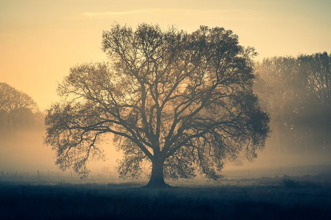 Blue Oak (Quercus douglasii): A Native Silhouette Worth Celebrating (Image Credits: Unsplash)