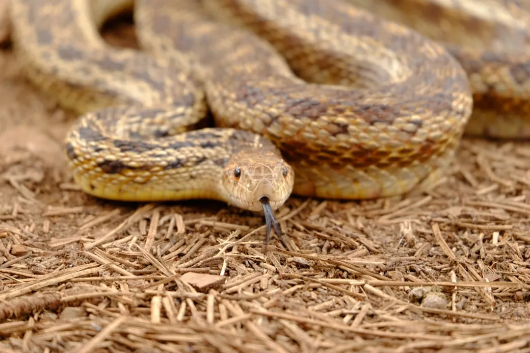 Snakes Follow the Rodents (Image Credits: Unsplash)