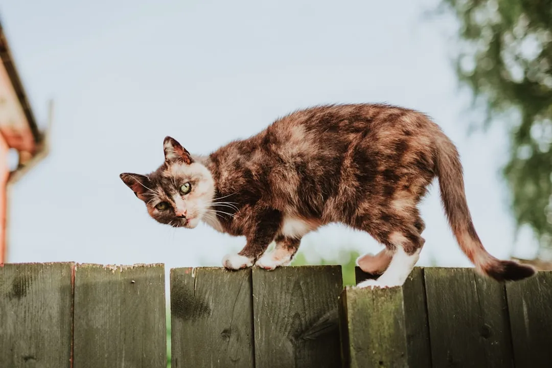 Your Scent on Objects Makes Them Irresistible (Image Credits: Unsplash)
