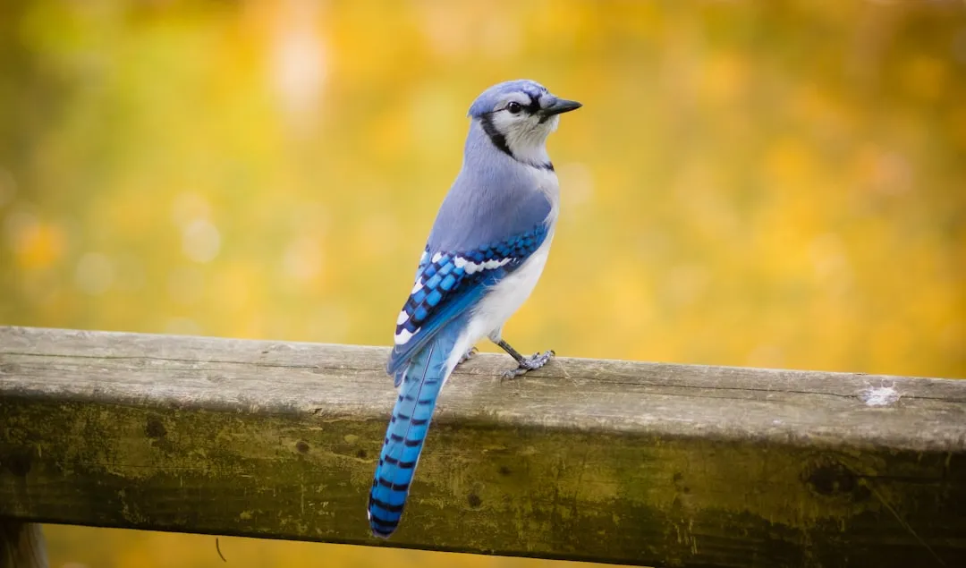 The Blue Jay's Screaming Alarm: Your Loudest Early Warning System (Image Credits: Unsplash)